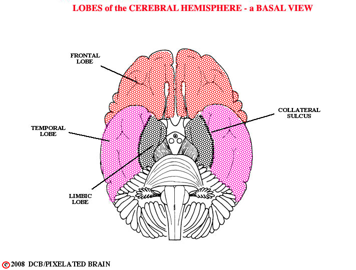 lobes of the cerebral hemisphere, basal view 