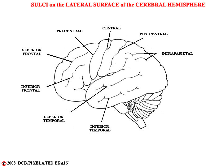 sulci - lateral surface of cerebral hemisphere 