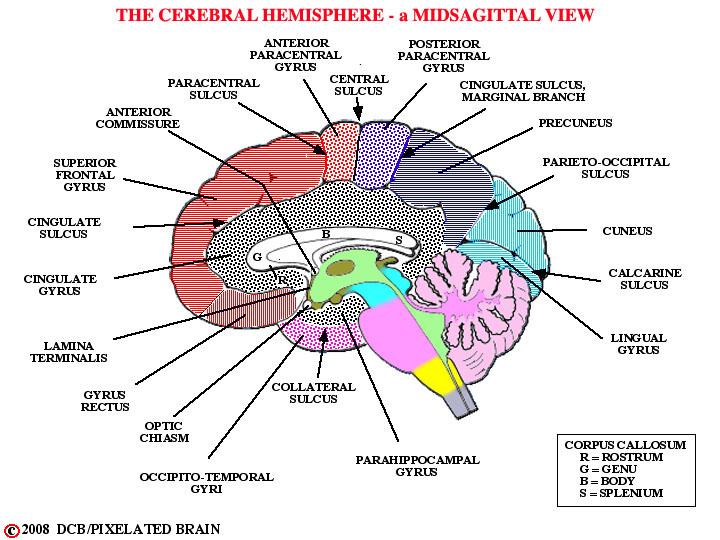 gyri and sulci, midsagittal view, cerebral hemisphere 