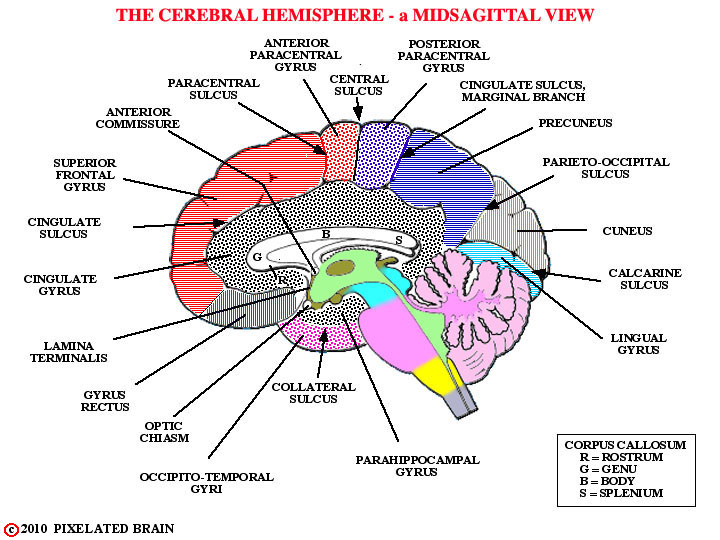  gyri and sulci, midsagittal view, cerebral hemisphere 