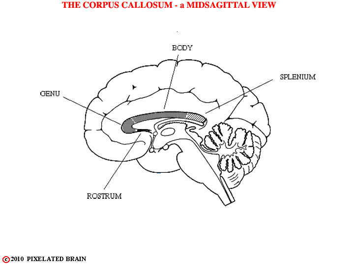  the corpus callosum - a midsagittal view 