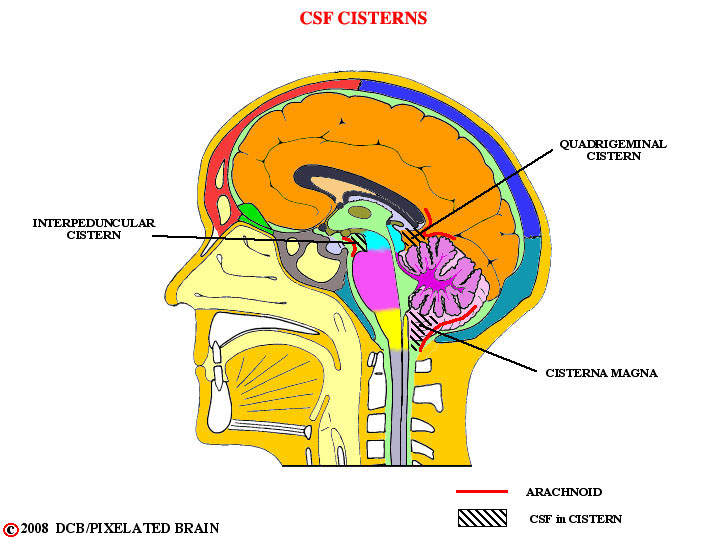 cerebrospinal fluid cisterns 