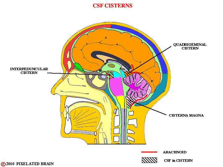 cerebrospinal fluid cisterns 