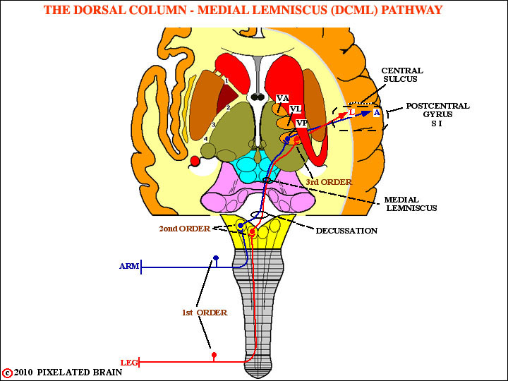 Brainstem Dorsal View