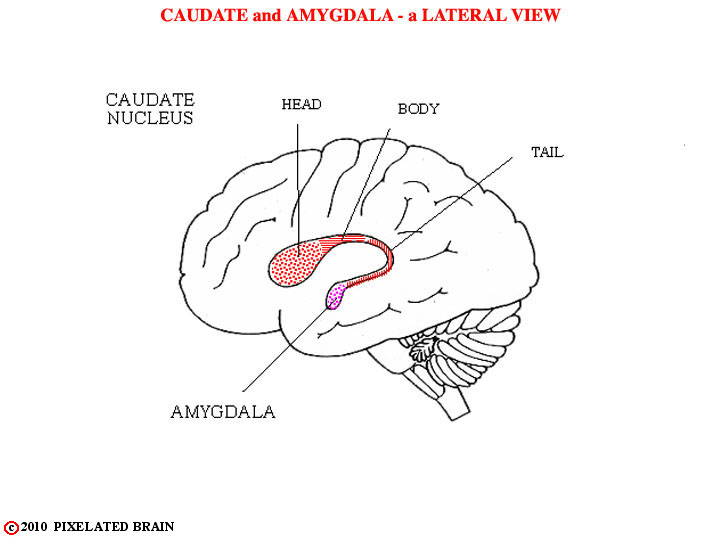  caudate and amygdala - a lateral view 