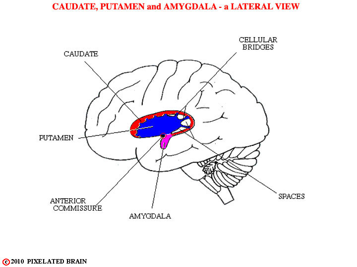  caudate, putamen and amygdala - a lateral view 