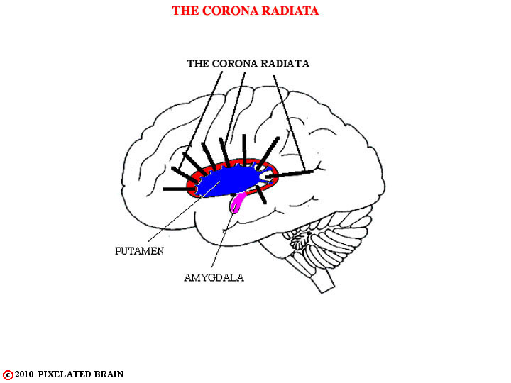  the corona radiata 