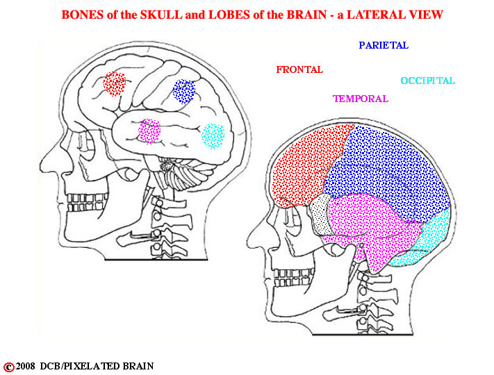 bones of skull and lobes of brain hemisphere - a comparison of lateral views 