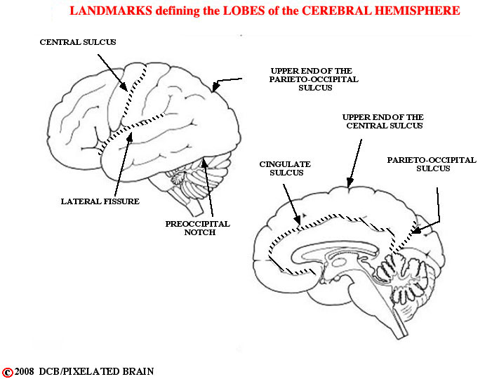 landmarks defining the lobes of the cerebral hemisphere 