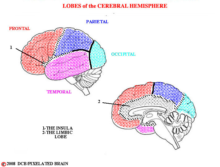 lobes of the cerebral hemisphere 