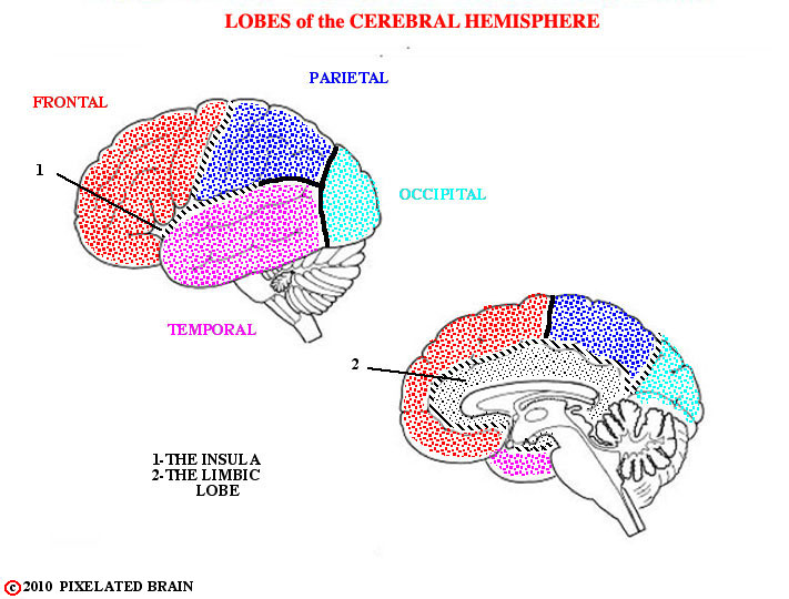  lobes of the cerebral hemisphere 