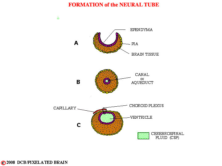 formation of the neural tube 