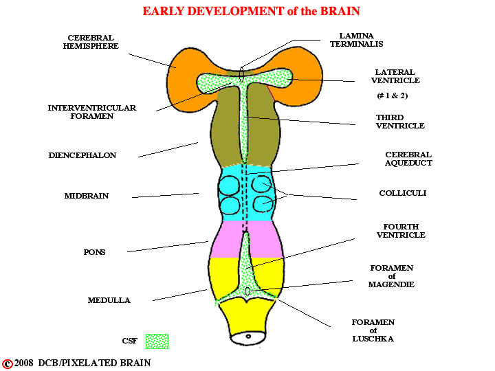 early development of the brain 