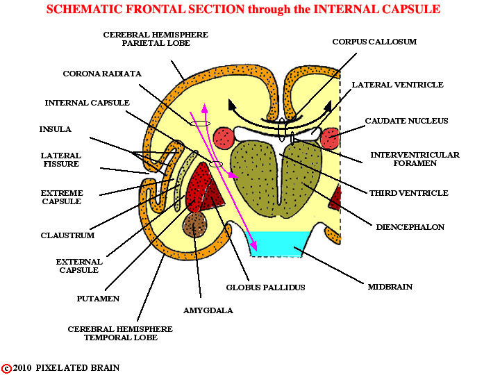  schematic frontal section through the internal capsule 