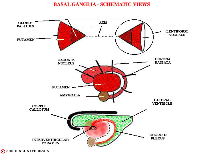  the basal ganglia - a schematic view 