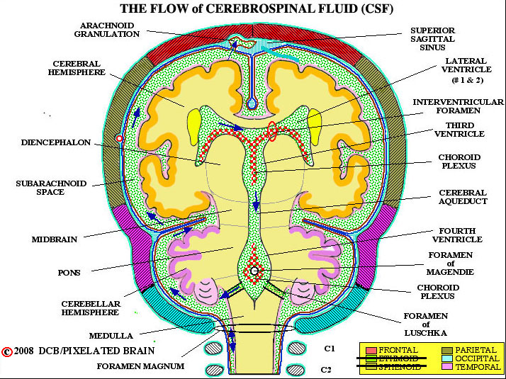 the flow of cerebrospinal fluid 