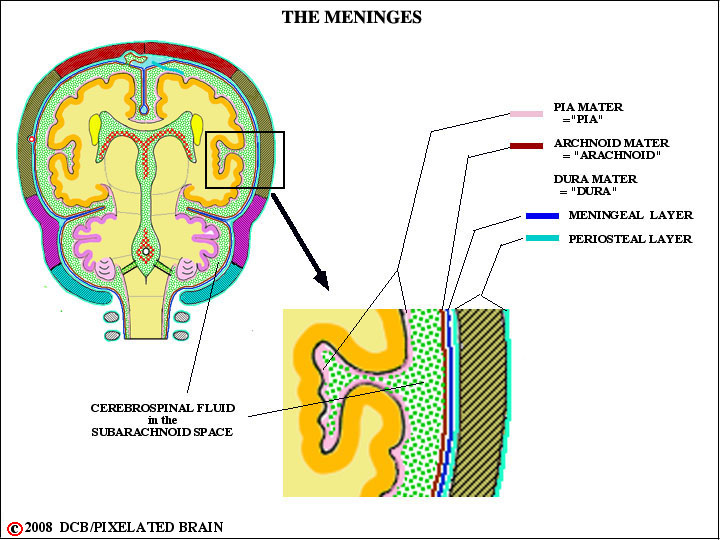 the meninges 