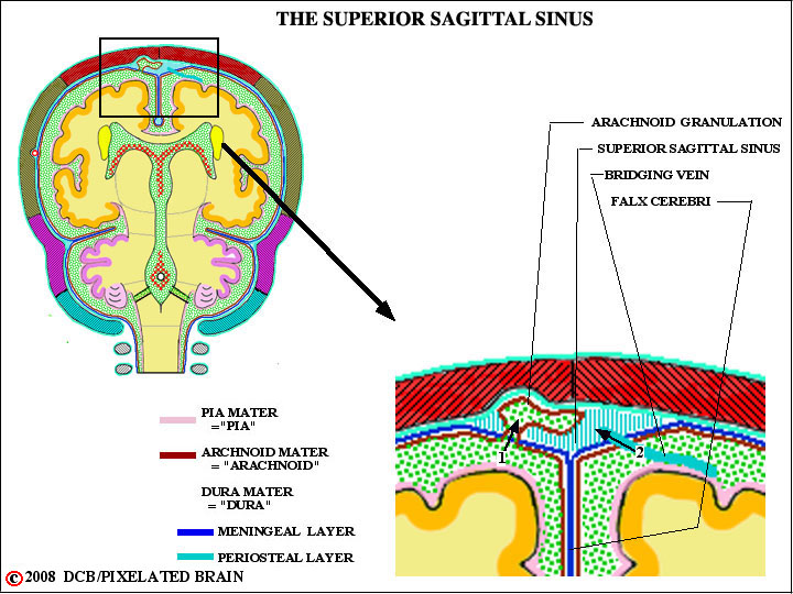 the superior sagittal sinus 