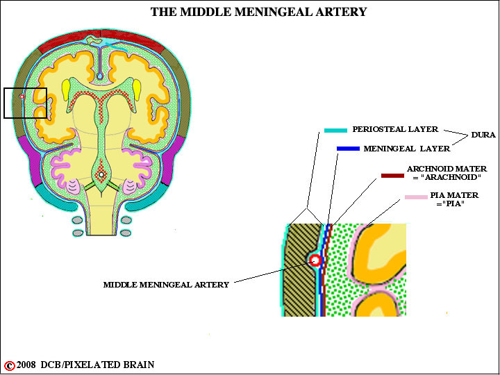 the middle meningeal artery 