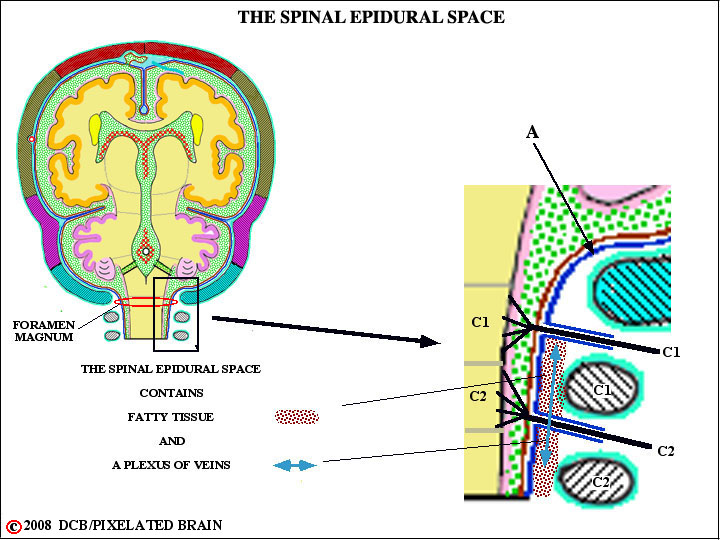 the spinal epidural space 
