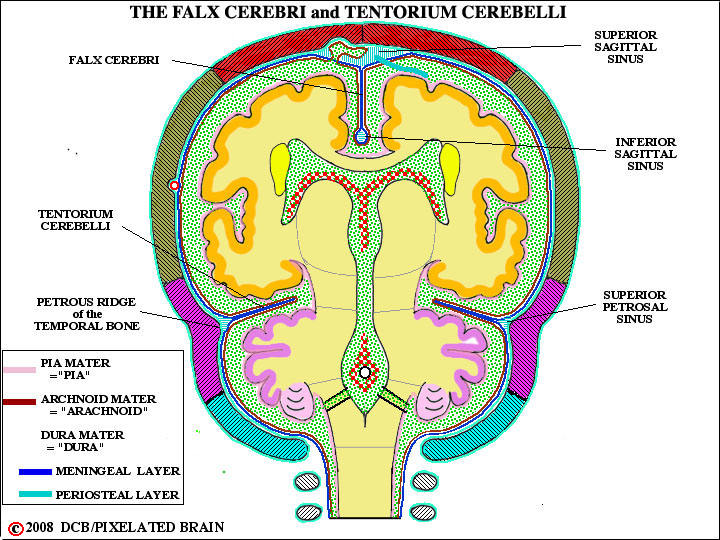 the falx cerebri and tentorium cerebelli 