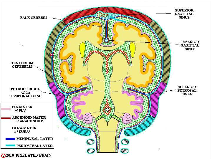 the falx cerebri and tentorium cerebelli 