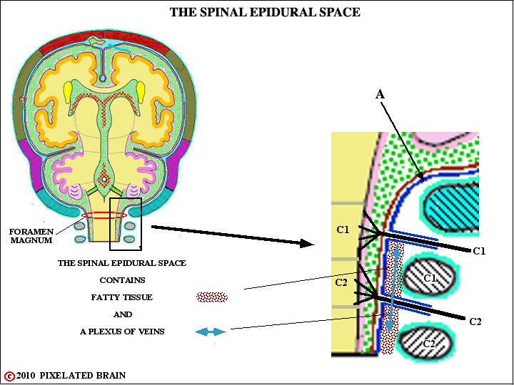 the superior sagittal sinus 
