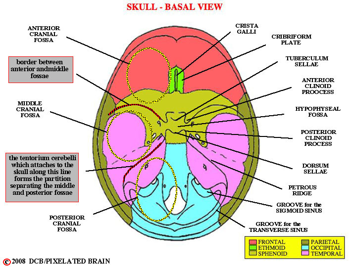 the basal surface of the cranial cavity 