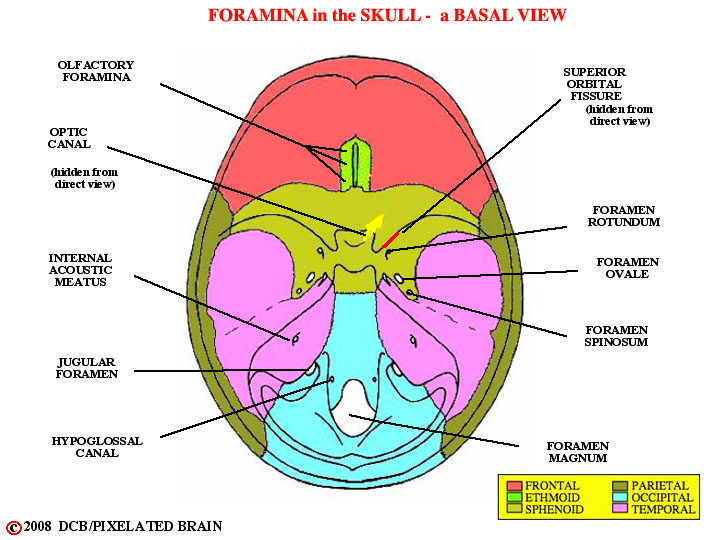 foramina in the skull in basal view of cranial cavity 