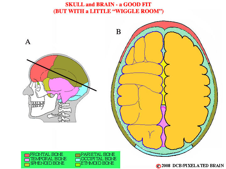 brain in skull, a dorsal view