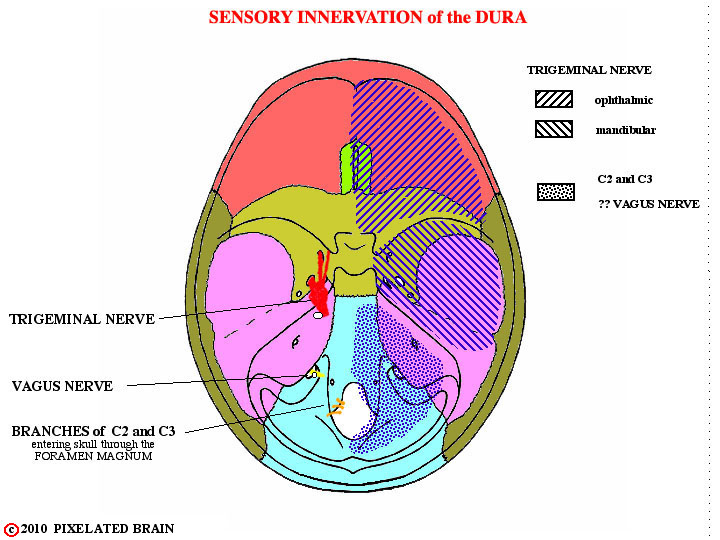 sensory innervation of the dura 
