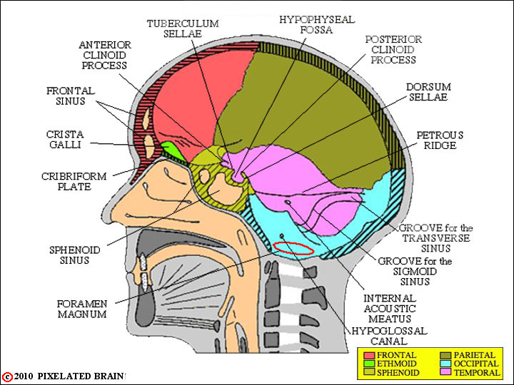lateral wall of cranial cavity 