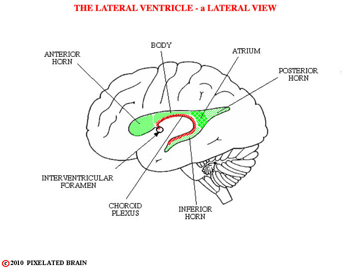  the lateral ventricle - a lateral view 