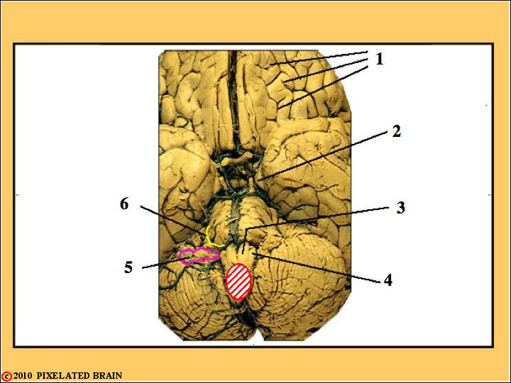  Basal view of the Gross Brain 
