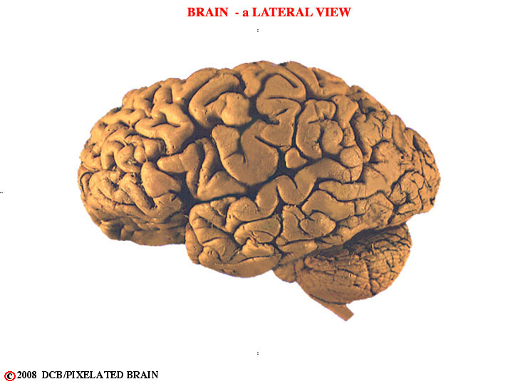 brain - a lateral view 