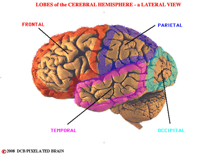 lobes of the cerebral hemisphere - a lateral 