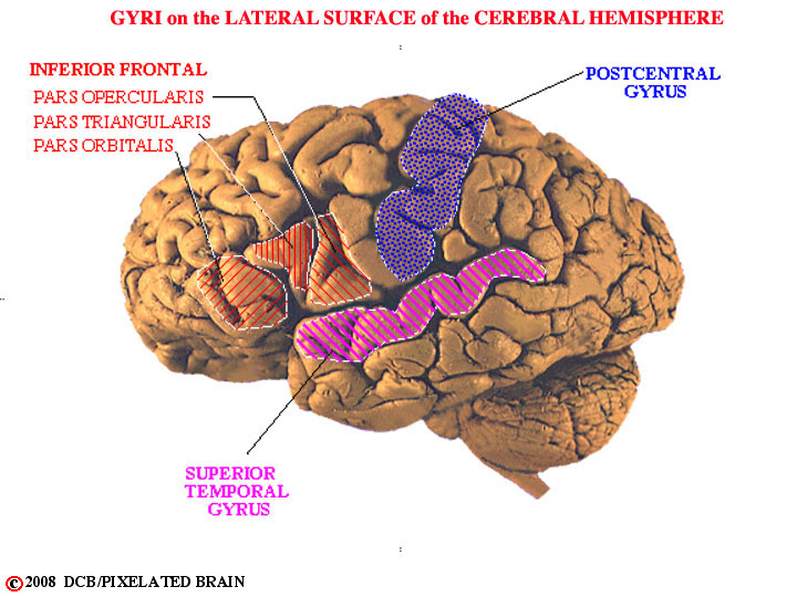 gyri-lateral surface, cerebral hemisphere, gross brain 
