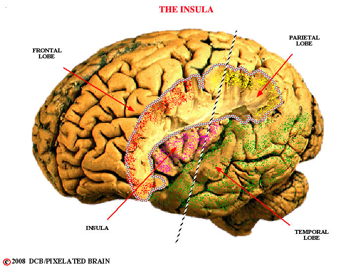 the insula, gross brain 