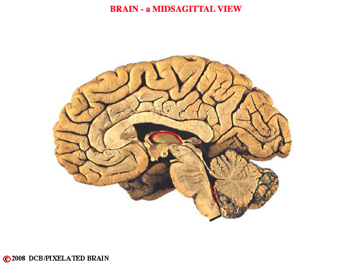 gross brain, midsagittal view 