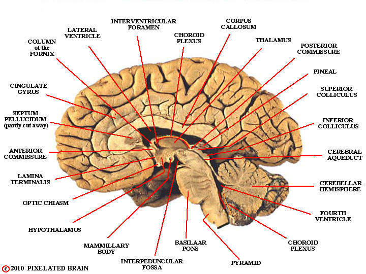  landmarks, midsagittal view, cerebral hemisphere 