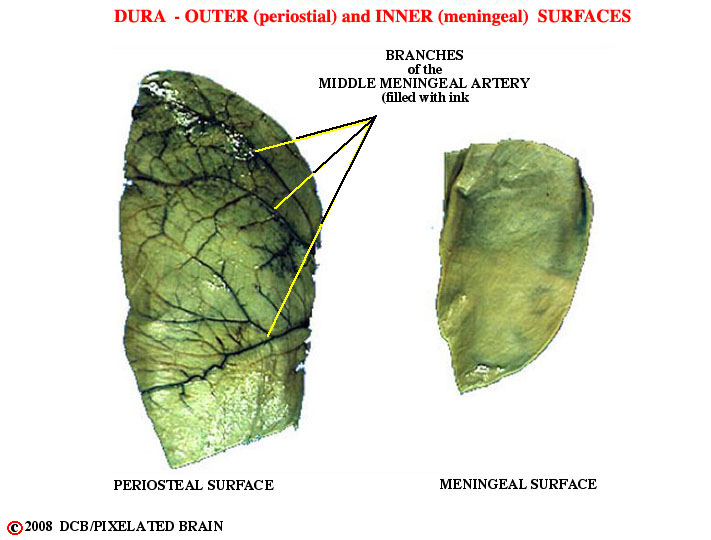 dura - outer and inner surfaces, and the middle meningeal artery 