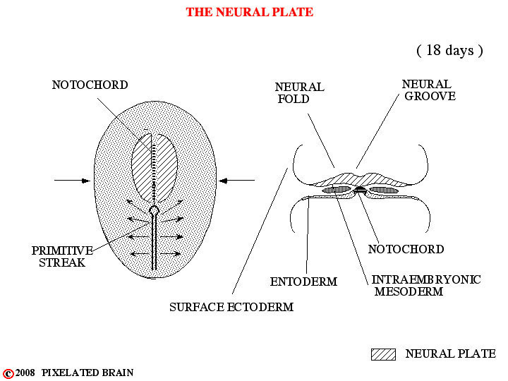 the neural plate 