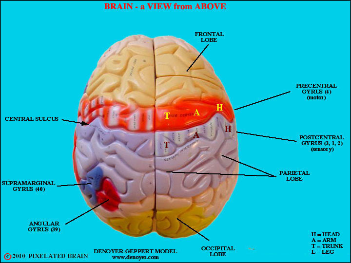  a model showing a dorsal view of the brain 