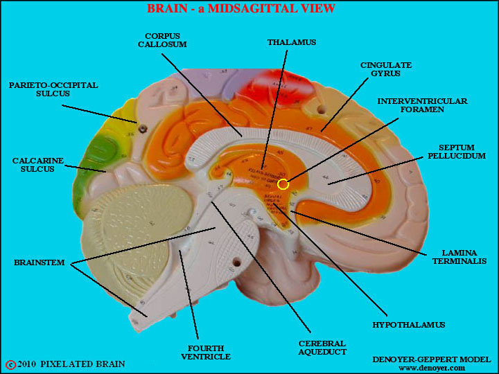 Pixelated Brain - a model showing a midsagittal view of the brain