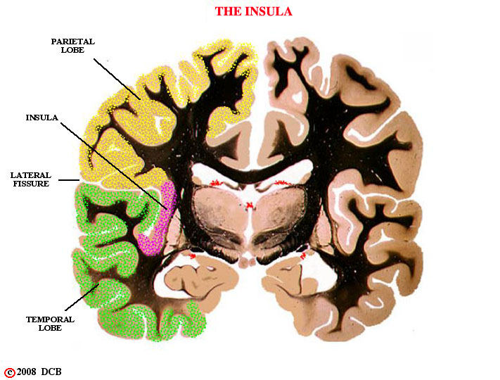 the insula, frontal section of hemisphere 