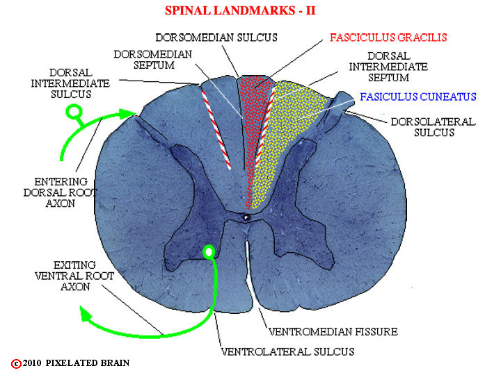 Spinal Cord Landmarks II 