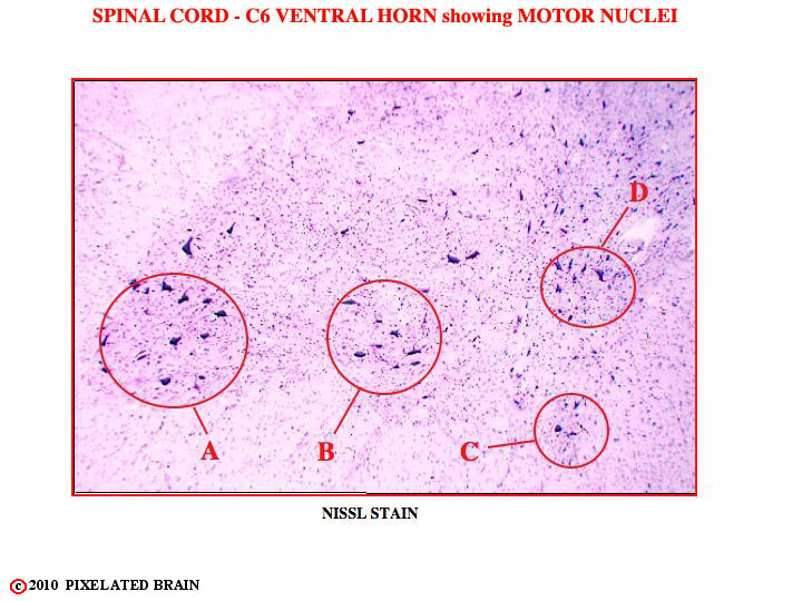  Spinal Cord - C6 Ventral Horn showing Motor Nuclei 