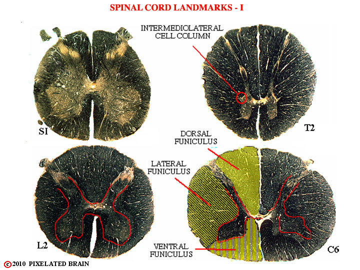 Spinal Cord Landmarks I 