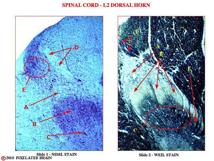 Spinal Cord - L2 Dorsal Horn 
