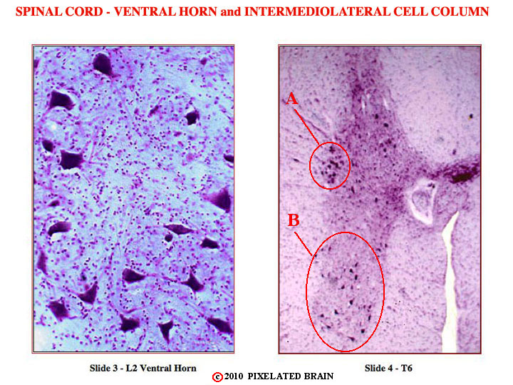 Spinal Cord - Ventral Horn and Intermediolateral Cell Column 